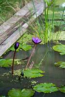 bela flor roxa de nenúfar ou flor de lótus na lagoa. foto