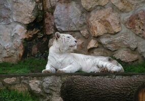 branco tigresa olhando para dela lado foto