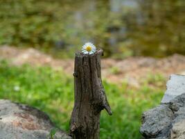 pequeno margarida flor em uma cortar madeira flutuante perto pequeno lago foto