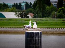 dois gaivotas em pé em Preto concreto coluna foto