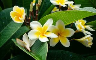 amarelo plumeria flores dentro a chuva - chuva gotas em pétalas e folhas foto