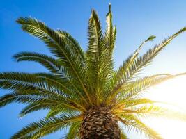 grande marquise do uma Palma árvore com Sol brilhando brilhante através isto foto