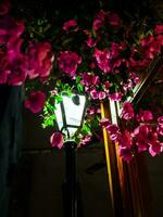 rua lanterna brilha em em torno da buganvílias flores foto