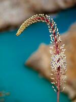 lindo branco foxtail lilly flor perto isolado de praia em Creta foto