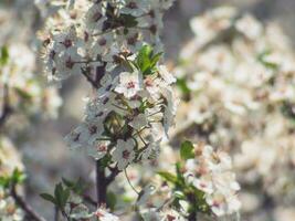 lindo fresco pequeno branco flores - vintage suave foco tiro foto