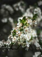 grupo do pequeno branco flores aglomerado juntos em uma ramo foto