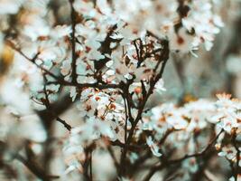 árvore dentro uma cheio Primavera flor - lindo branco flores foto