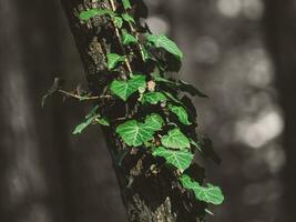 verde hera crescendo em uma fino árvore foto
