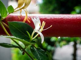 lindo branco e amarelo japonês madressilva flor foto