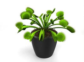 verde Vênus armadilha plantar dentro uma pequeno Preto Panela - isolado em branco fundo foto