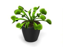 verde Vênus armadilha plantar dentro uma pequeno Preto Panela foto