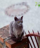 russo azul gato com brilhante amarelo olhos em pé em uma tijolo pilar foto