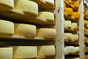 volta queijo cabeças dentro a queijo fábrica mentira em a prateleiras do a prateleiras dentro a armazenamento para maturação. Produção do natural queijo, Comida armazém foto