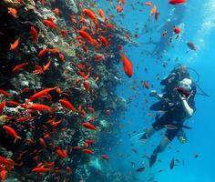 mergulho dentro a vermelho mar dentro Egito, tropical recife foto