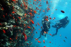 mergulho dentro a vermelho mar dentro Egito, tropical recife foto