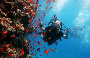 mergulho dentro a vermelho mar dentro Egito, tropical recife foto