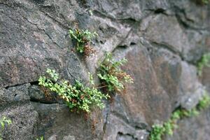 verde Relva chegando Fora do uma pedra montanha parede foto