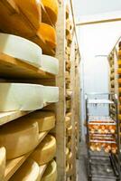 volta queijo cabeças dentro a queijo fábrica mentira em a prateleiras do a prateleiras dentro a armazenamento para maturação. Produção do natural queijo, Comida armazém foto