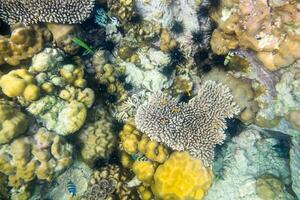 coração forma coral recife muitos peixe foto