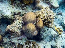 grande coral cérebro pedra dentro mar foto