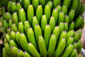 uma grupo do verde bananas em uma árvore foto