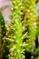 uma fechar acima do uma cacto plantar com muitos espigões foto