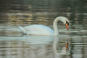 uma cisne é natação dentro a água foto