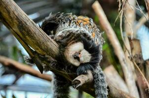 uma macaco é dormindo em uma ramo dentro a jardim zoológico foto