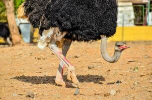 a avestruz caminhando em a sujeira foto