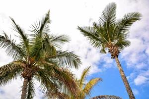 Palma árvores contra a azul céu com nuvens foto