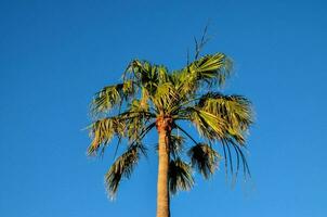 uma Palma árvore contra uma azul céu foto