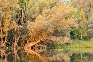 árvores estão refletido dentro a água do uma rio foto