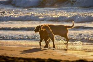 cachorros jogando dentro a água foto