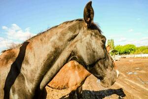 cavalos às a Fazenda foto