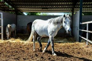 cavalo às a Fazenda foto