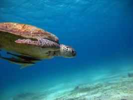 grande tartaruga verde nos recifes do mar vermelho. foto