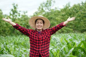 feliz ásia mulher agricultor, desgasta chapéu, vermelho xadrez camisa, levanta mãos acima, carrinhos às milho jardim. conceito, agricultura ocupação. tailandês agricultor. trabalhando com natureza. orgânico agricultura. foto