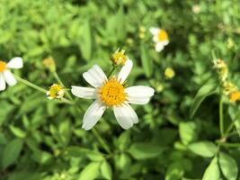 uma branco flor com amarelo centros é dentro a Relva foto