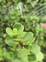 uma fechar acima do uma plantar com verde folhas foto