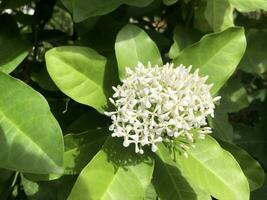 uma branco flor com verde folhas em uma árvore foto