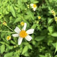 uma branco flor com amarelo centros é dentro a Relva foto