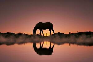 silhueta de cavalo na zona rural e belo fundo por do sol foto