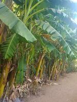 banana árvore toco dentro a meio do uma campo foto