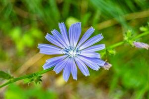 flor selvagem de beleza chicória comum no prado de fundo foto