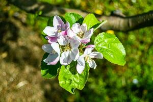 fotografia em tema lindo fruta ramo maçã árvore com natural folhas debaixo limpar \ limpo céu foto