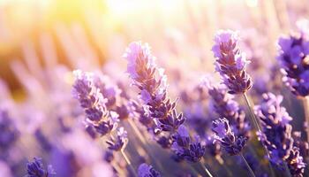 uma vibrante campo do lavanda flores ai gerado foto