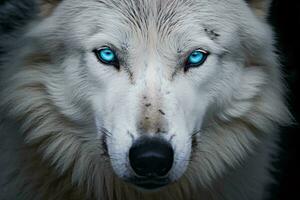 uma majestoso branco Lobo com piercing azul olhos ai gerado foto