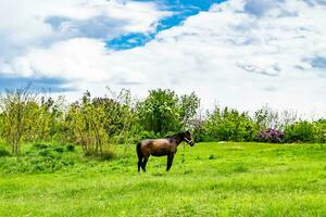 lindo garanhão de cavalo selvagem marrom no prado de flores de verão foto