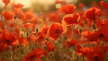 uma vibrante campo do vermelho flores iluminado de a configuração Sol ai gerado foto