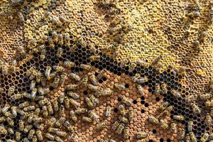 A estrutura abstrata do hexágono é um favo de mel de colmeia preenchida foto